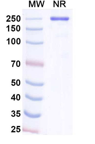 Navenibart Antibody - SDS-PAGE