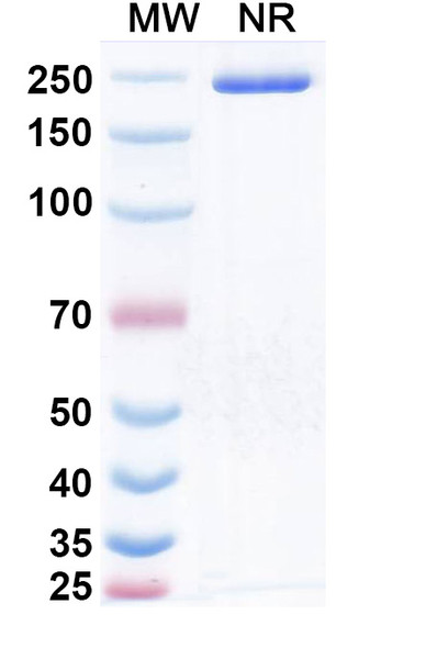 Obrixtamig Antibody - SDS-PAGE