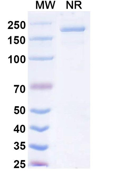 Opugotamig (Research-Grade) - SDS-PAGE