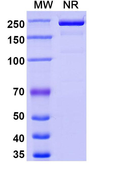 Rinatabart Antibody (Rinatabart Sesutecan ADC, Payload-Free) - SDS-PAGE