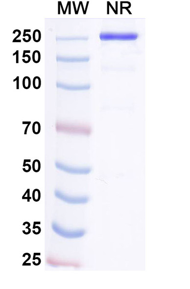 Pacibekitug Antibody - SDS-PAGE