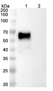 Pegrizeprument Antibody - WB