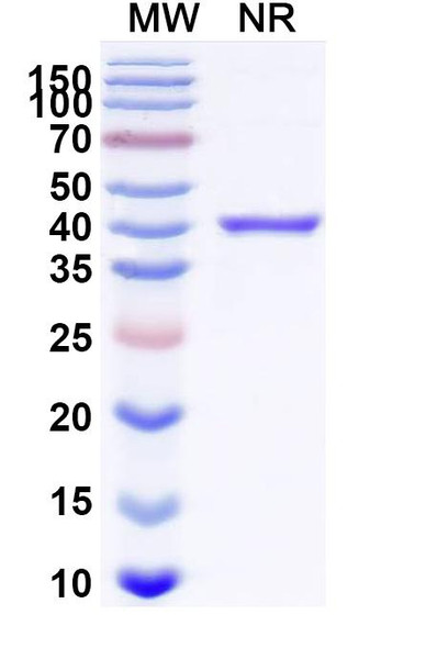 Pegrizeprument Antibody - SDS-PAGE