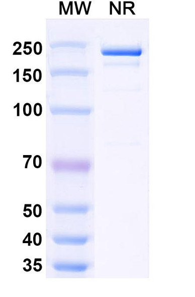 Samatatug Antibody - SDS-PAGE