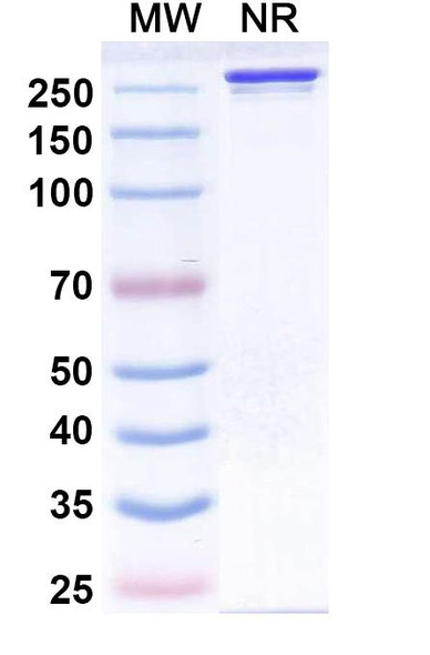 Siltartoxatug Antibody - SDS-PAGE