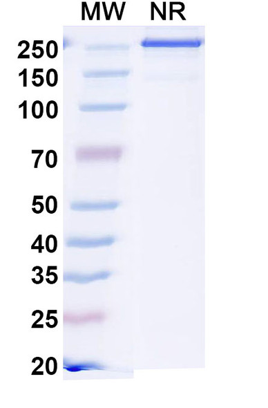 Sonavibart Antibody - SDS-PAGE