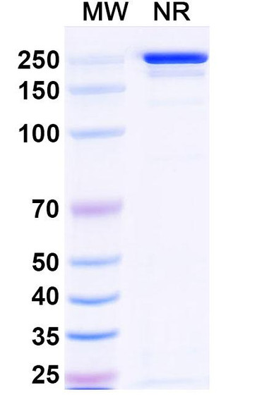 Tazlestobart Antibody - SDS-PAGE
