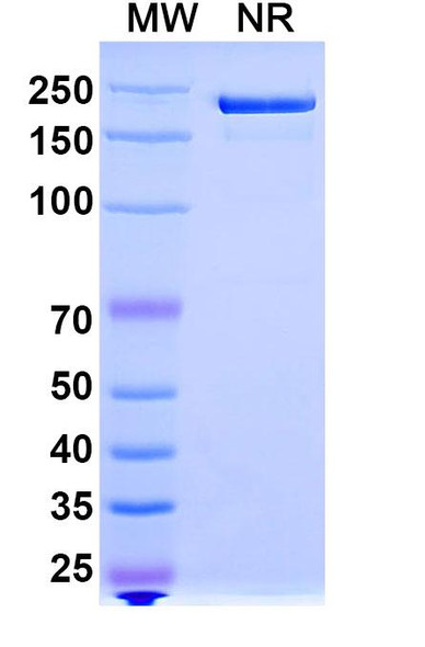 Trosunilimab Antibody - SDS-PAGE