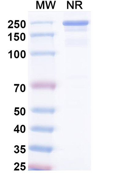 Umikibart Antibody - SDS-PAGE
