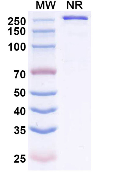 Zaltenibart Antibody - SDS-PAGE