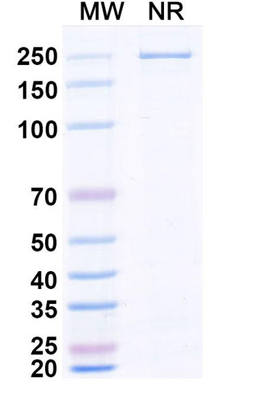 Zaltenibart Antibody - SDS-PAGE