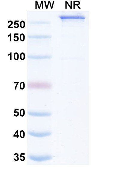 Amulirafusp Alfa (Research-Grade) - SDS-PAGE