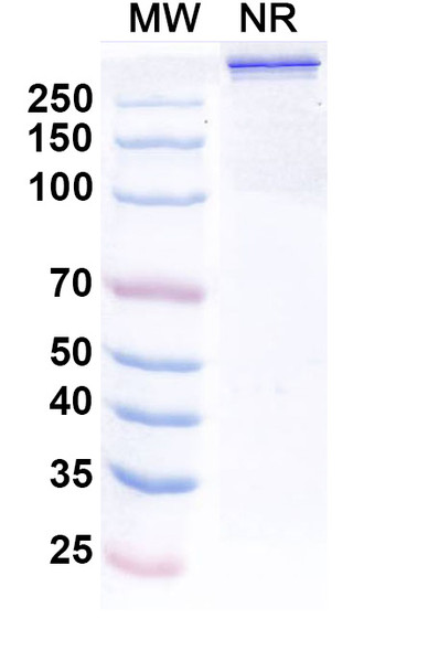Ebribafusp Alfa (Research-Grade) - SDS-PAGE