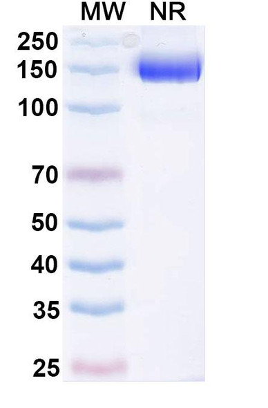 Efparepoetin Alfa (Research-Grade) - SDS-PAGE