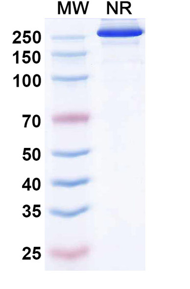 Etakafusp Alfa (Research-Grade) - SDS-PAGE