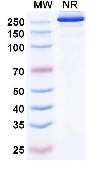 Etakafusp Alfa (Research-Grade) - SDS-PAGE