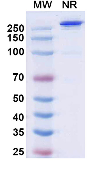 Palverafusp Alfa (Research-Grade) - SDS-PAGE