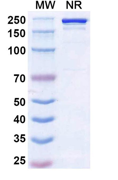 Ruxoprubart Antibody - SDS-PAGE