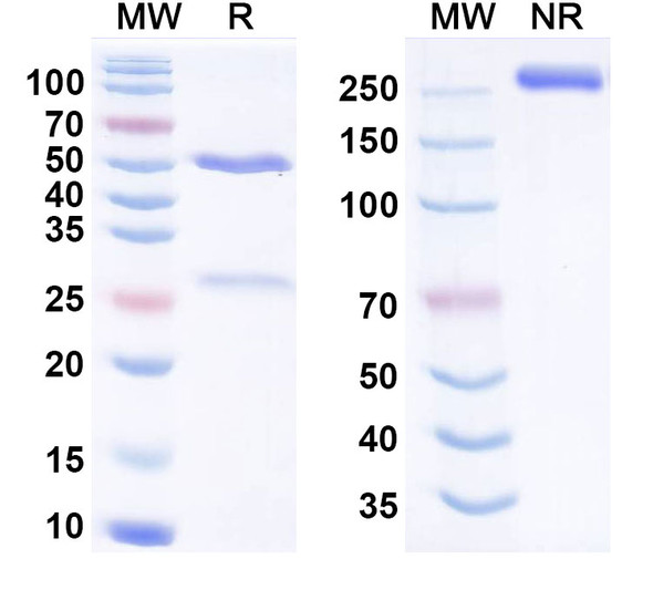 Human CFB Antibody (SAR-443809) - SDS-PAGE