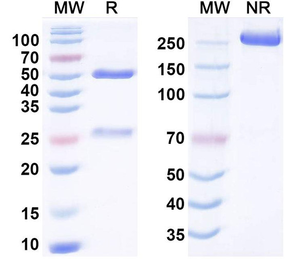 Anti-MERS-CoV Spike Protein Antibody (3A1) - SDS-PAGE