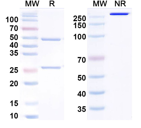 Human RG1/Mindin Antibody (19G9) - SDS-PAGE