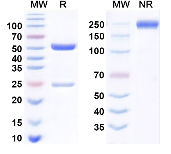 Human CD315/PTGFRN Antibody (AG02-ADC) (ADC, Payload-Free) - SDS-PAGE