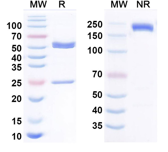 Human MICA Antibody (CLN-619) - SDS-PAGE