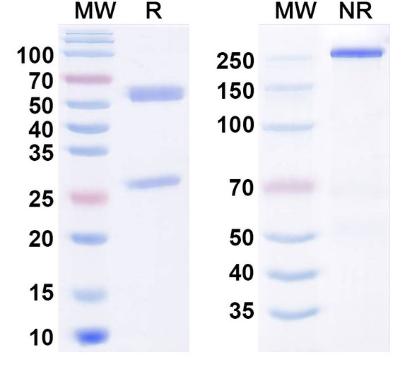 Human CDH11 Antibody (RG6125) - SDS-PAGE