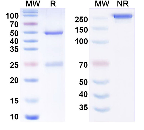 Human APP/Amyloid beta Antibody (CSIRO anti-amyloid Beta scFv) - SDS-PAGE