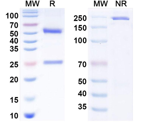 Human CXCL12/SDF-1 Antibody (Genentech anti-CXCL12) - SDS-PAGE