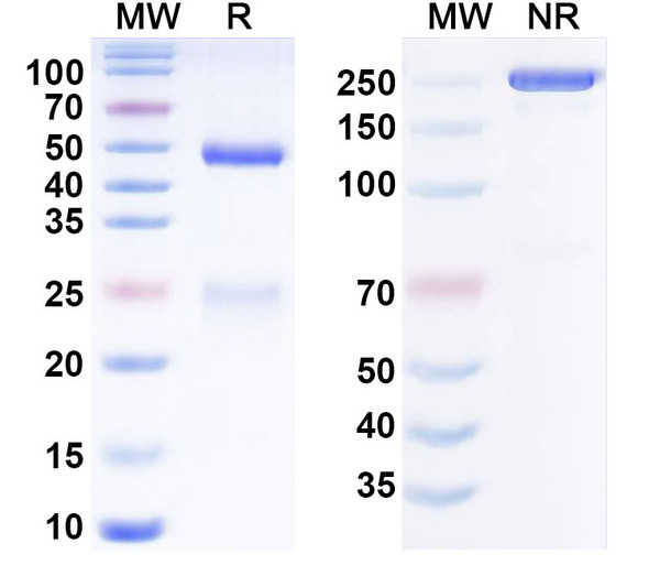 Human CD19 Antibody (Immunomedics hA19) - SDS-PAGE