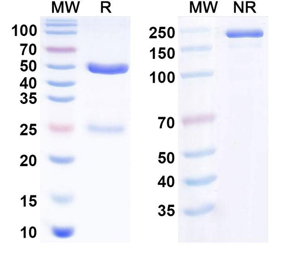 Human APP/Amyloid beta Antibody (Merck anti-Amyloid beta 19.3) - SDS-PAGE