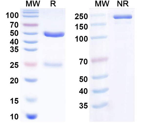 Human IL6/IFNb2 Antibody (MEDI 5117) - SDS-PAGE