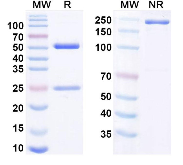 Human CD255/TNFSF12/TWEAK Antibody (RO5458640/RG7212) - SDS-PAGE