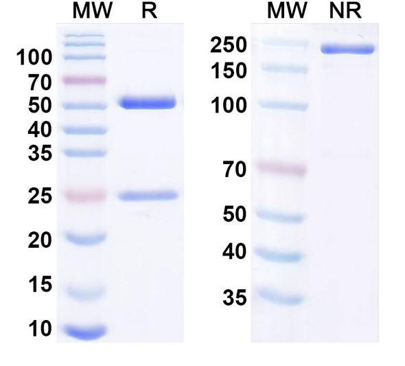 Human CD240D/RHD Antibody (LFB Anti-RhD) - SDS-PAGE