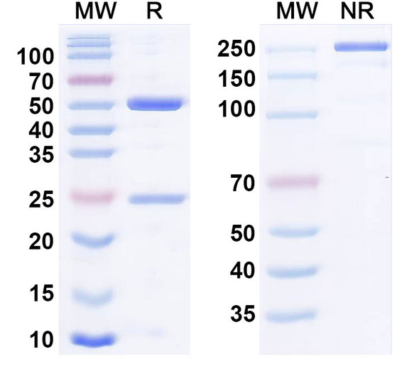 Human TNFa/TNF-alpha Antibody (hMAK195) - SDS-PAGE