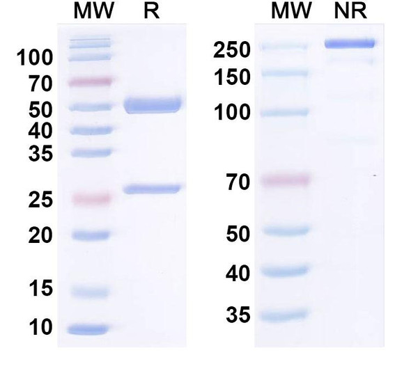 Human CLDN6 Antibody (AB1-11) - SDS-PAGE