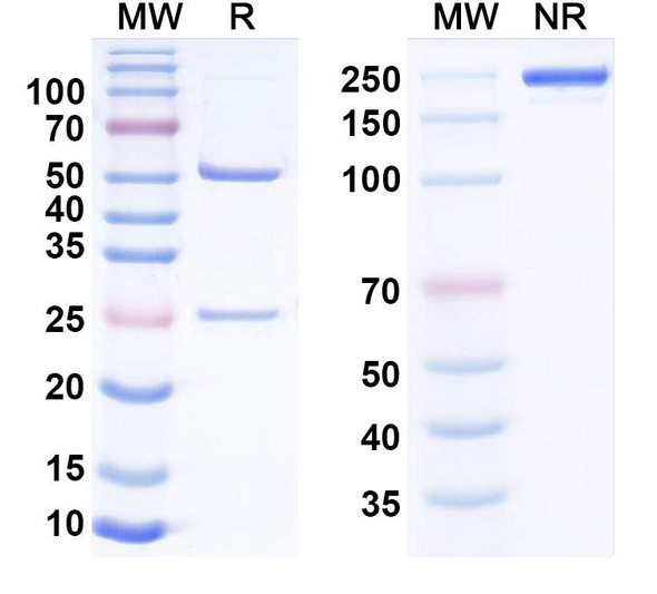 Human CD318/CDCP1 Antibody (38 E11) - SDS-PAGE