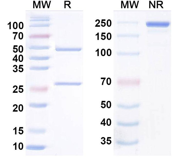 Human CLDN6 Antibody (IM-301) - SDS-PAGE