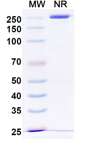 Lpathomab Antibody - SDS-PAGE