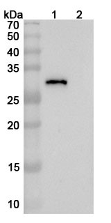 Anti-SARS-CoV-2 RBD Antibody (VIR-7229) - WB