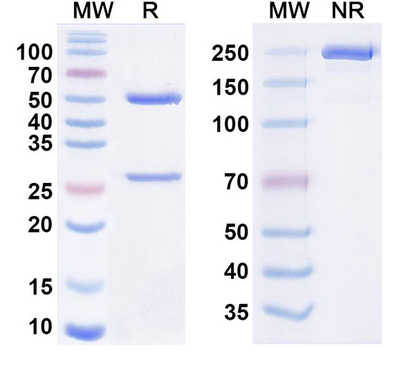 Anti-HRSV F/Fusion glycoprotein F0 Antibody (AR-201) - SDS-PAGE