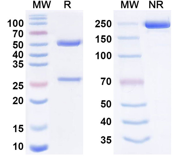 Anti-HRSV F/Fusion glycoprotein F0 Antibody (VIR-8190) - SDS-PAGE