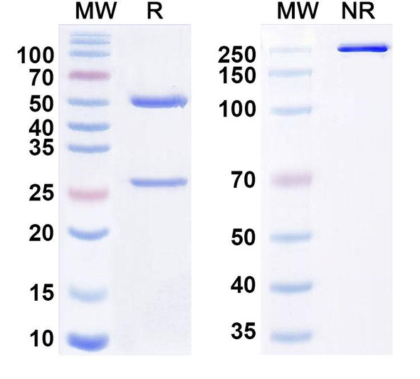 Anti-HRSV F/Fusion glycoprotein F0 Antibody (CAL-203) - SDS-PAGE