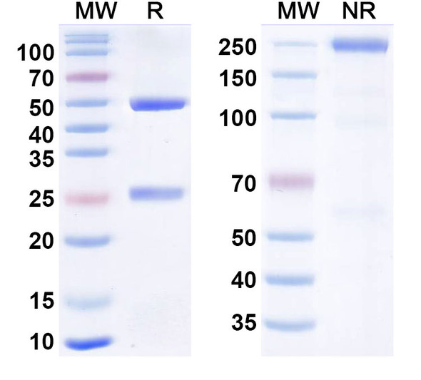 Human CD309/VEGFR2 Antibody (BC001) - SDS-PAGE