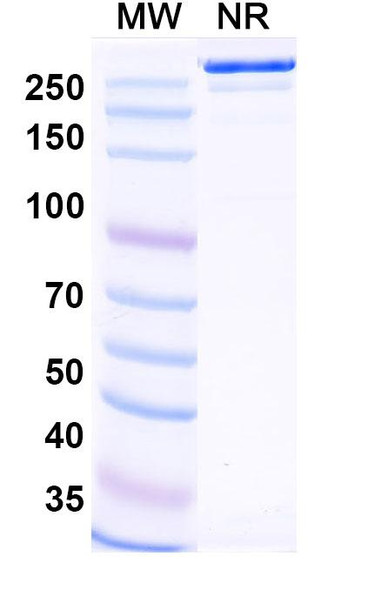 Felmetatug Antibody (Felmetatug Vedotin ADC, Payload-Free) - SDS-PAGE