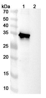 Human TERM2 Antibody (DNL919-ATV) - WB