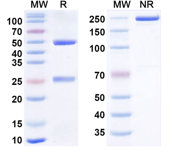 Human CD134/TNFRSF4/OX40 (3C8) Antibody - SDS-PAGE