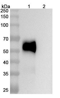 Astegolimab Antibody - WB