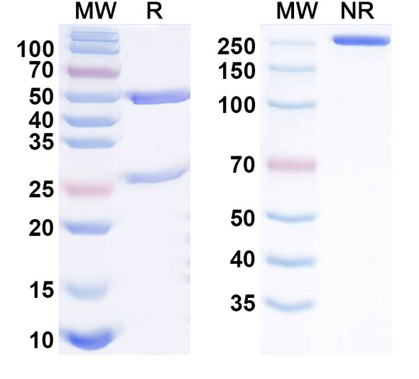 Indemakitug Antibody - SDS-PAGE